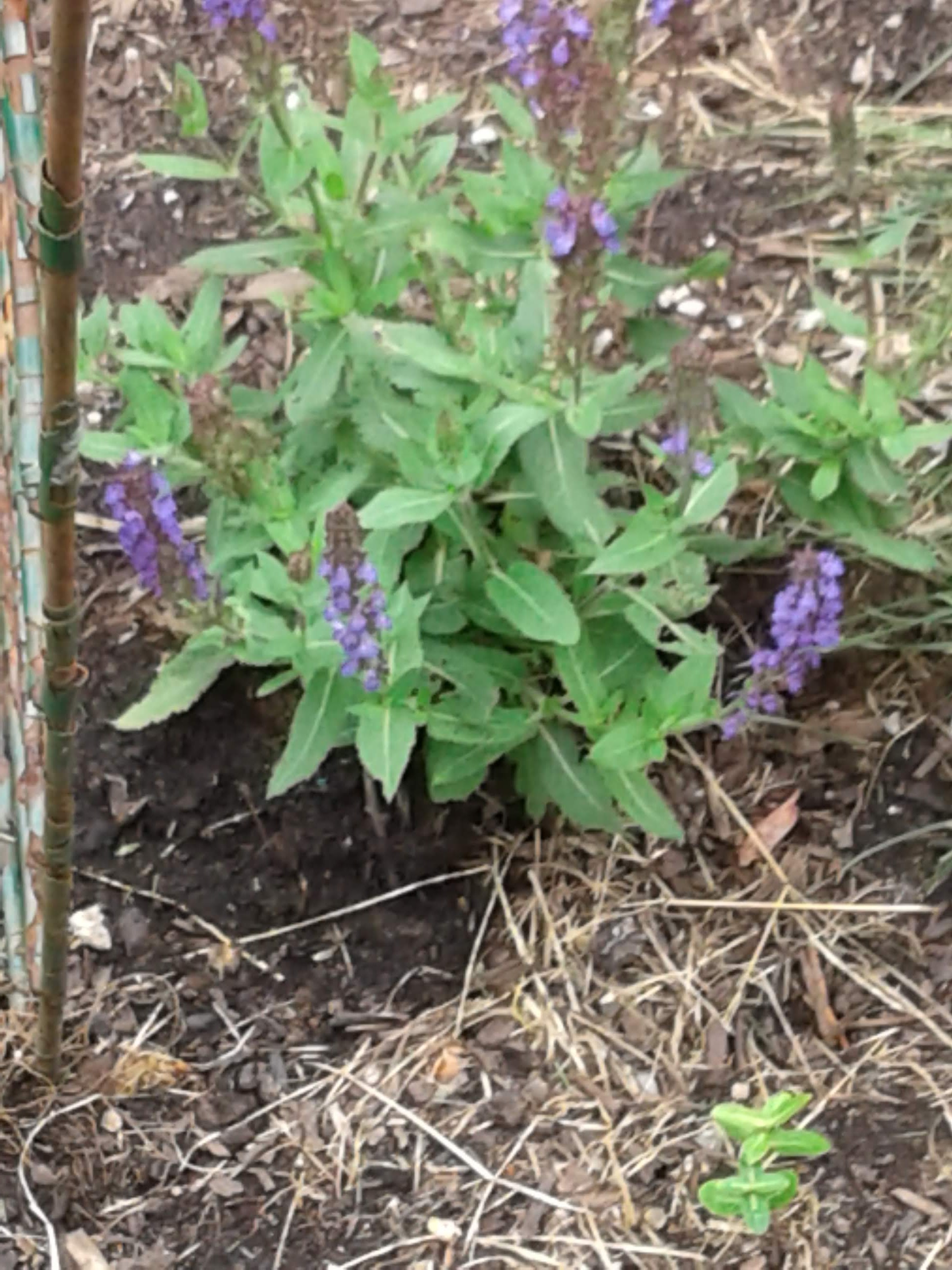 Blue Salvia