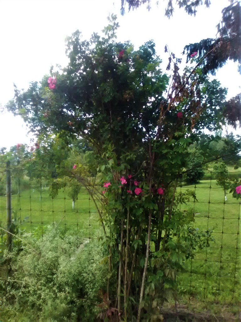 This image has an empty alt attribute; its file name is pinkrosejohncabot.jpg