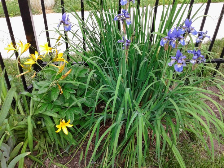 Yellow daylily and iris