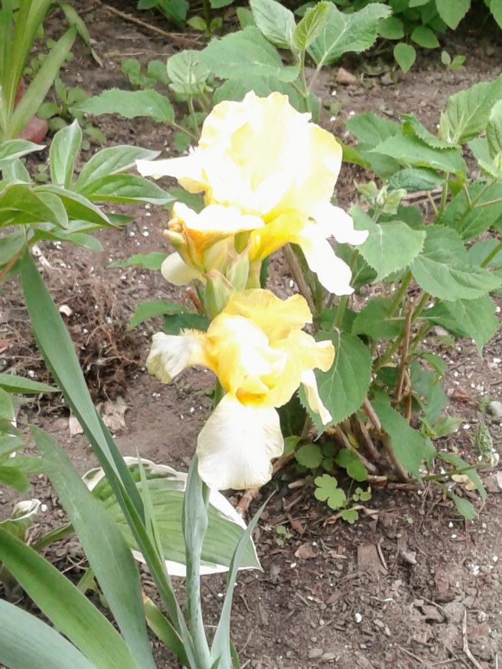 Yellow Iris