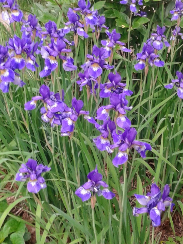Dwarf Siberian iris