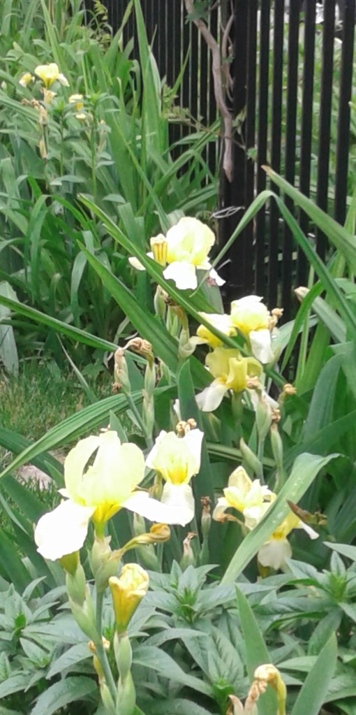 Row of fading yellow iris
