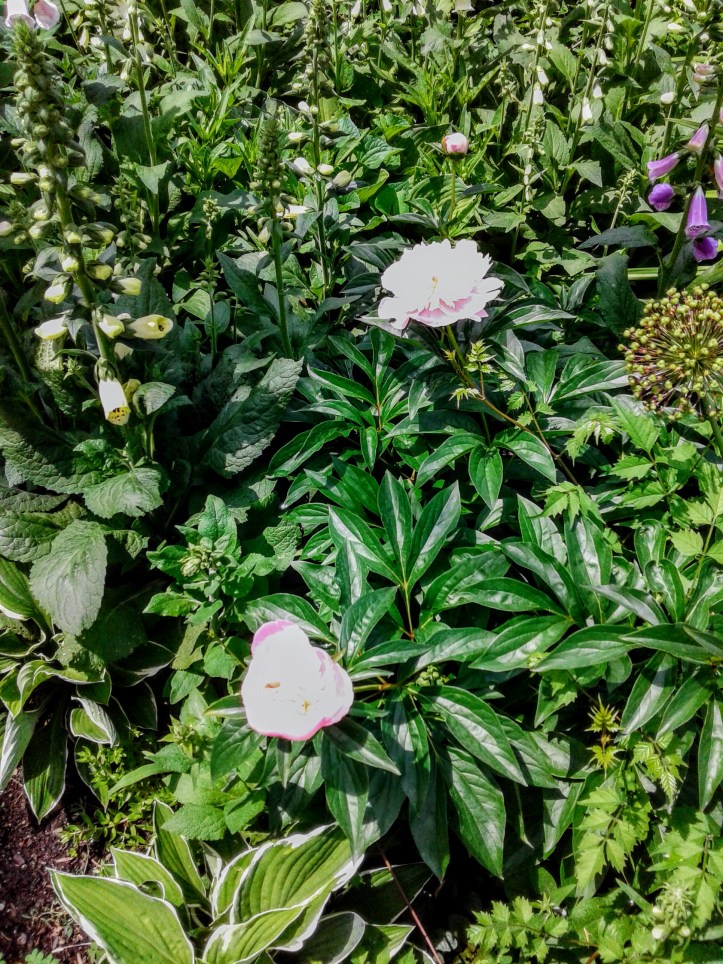 Peony and foxglove